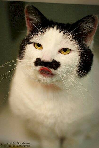 Những con boss có bộ lông mặt siêu hài và siêu dị, đẹp tự nhiên không cần dao kéo